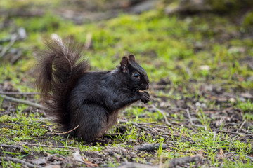 cute black squirrel eating something in its hand on green grass filled ground