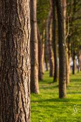 close up of multiple straight tree trunks in the forest  with green grasses on the ground