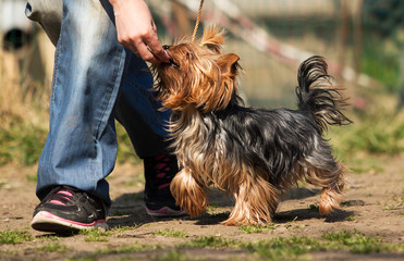 yorkshire terrier dog in training class