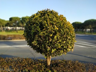 Árbol decorativo en Mazagón provincia de Huelva España