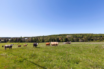 Nature views from Prince Edward Island Canada