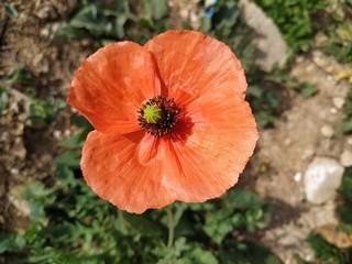 Bonita flor de color naranja el Rociana del Condado provincia de Huelva España