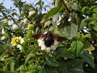 Primer plano de mosca grande sobre flor blanca en Rociana provincia de Huelva España