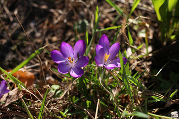 Bright purple crocuses blooming in the forest in the sunlight