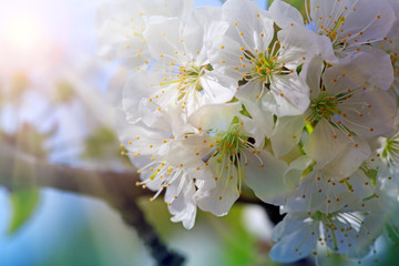 Flowers of the cherry blossoms on a spring day