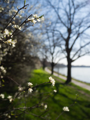 blooming cherry tree