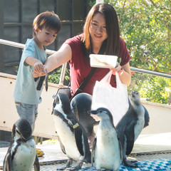 The women are feeding the penguins with her nephew.