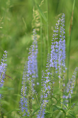 Wild flowers closeup...