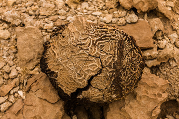 Tabulate fossil corals in the desert of Saudi Arabia near Riyadh © Walter_D