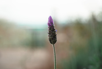 Lavender flower