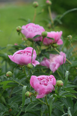 Summer landscape with pink.