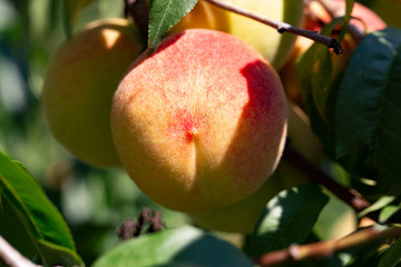 ripe peach on a branch