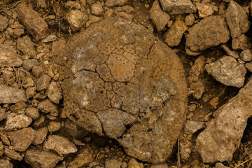 Rugose fossil corals in the desert of Saudi Arabia near Riyadh
