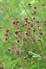 Wild flowers closeup.