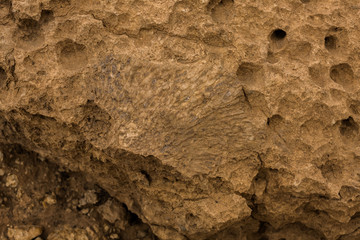 Tabulate fossil corals (longitudinal section) in the desert of Saudi Arabia near Riyadh