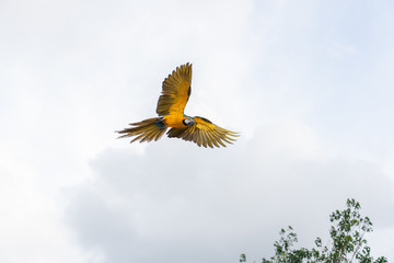 africa macaw flying