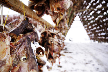 Drying cod fish in winter. Reine fishing village, Lofoten islands, Norway