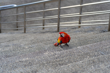 africa macaw on floor