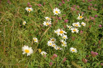 Wild flowers closeup.