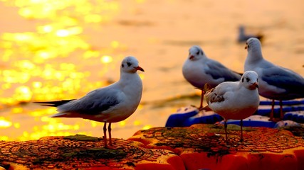 gull