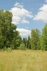 Obraz premium Summer landscape with meadow, trees, clouds, road.