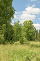 Fototapeta premium Summer landscape with meadow, trees, clouds, road.