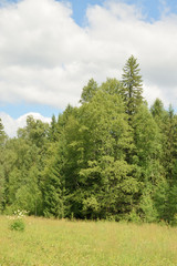 Summer landscape with meadow, trees, clouds, road.