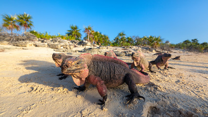 Echsen am Strand von Exuma, Bahamas