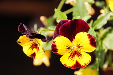 Pansy in flower pot.