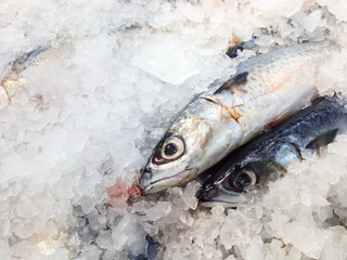Fresh Saba fish in market