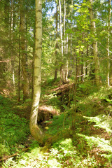Summer forest landscape.