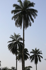 Fototapeta na wymiar African palm trees