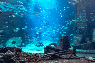 Aquarium at Atlantis, Bahamas - obrazy, fototapety, plakaty