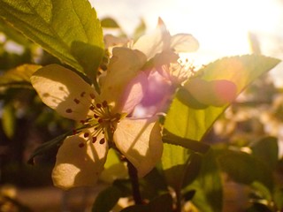 Obraz premium OLYMPUS DIGITAL CAMERA