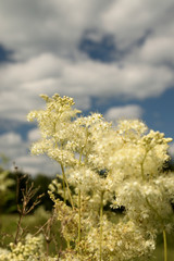 Wild flowers closeup.