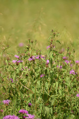 Wild flowers closeup.