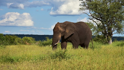 Fototapeta na wymiar big male elephant in african landscape,Kruger national park