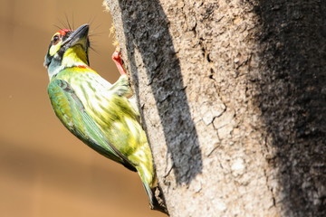 Coppersmith Barbet (Megalaima haemacephala), Bird is nesting on the tree.