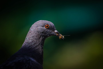 Rock Pigeon (Columba Livia), Bird