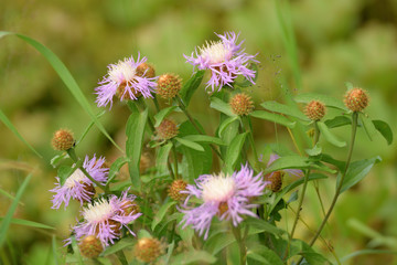 Wild flowers closeup.