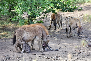 wildshot form hyaenas family life,Kruger national park,South Africa