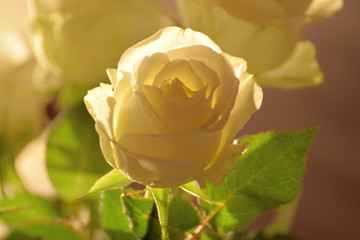 Fototapeta premium Bouquet of transparent white roses.