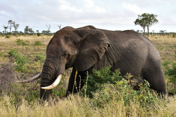 Fototapeta na wymiar big male elephant in african landscape,Kruger national park