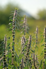Wild flowers closeup.