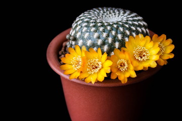 Flower of Sulcorebutia arenacea, cactus