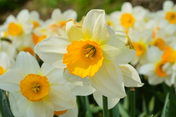 Spring flowers daffodils