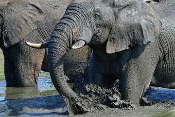 elephants playing in waterhole,Kruger national park © gallas