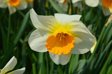 Spring flowers daffodils