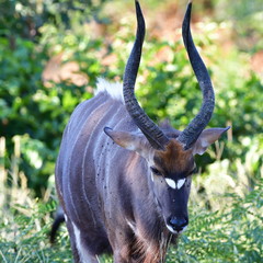 male of nyala antelope,Punta Maria region in Kruger national park in South Africa