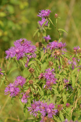Fototapeta premium Wild flowers closeup.